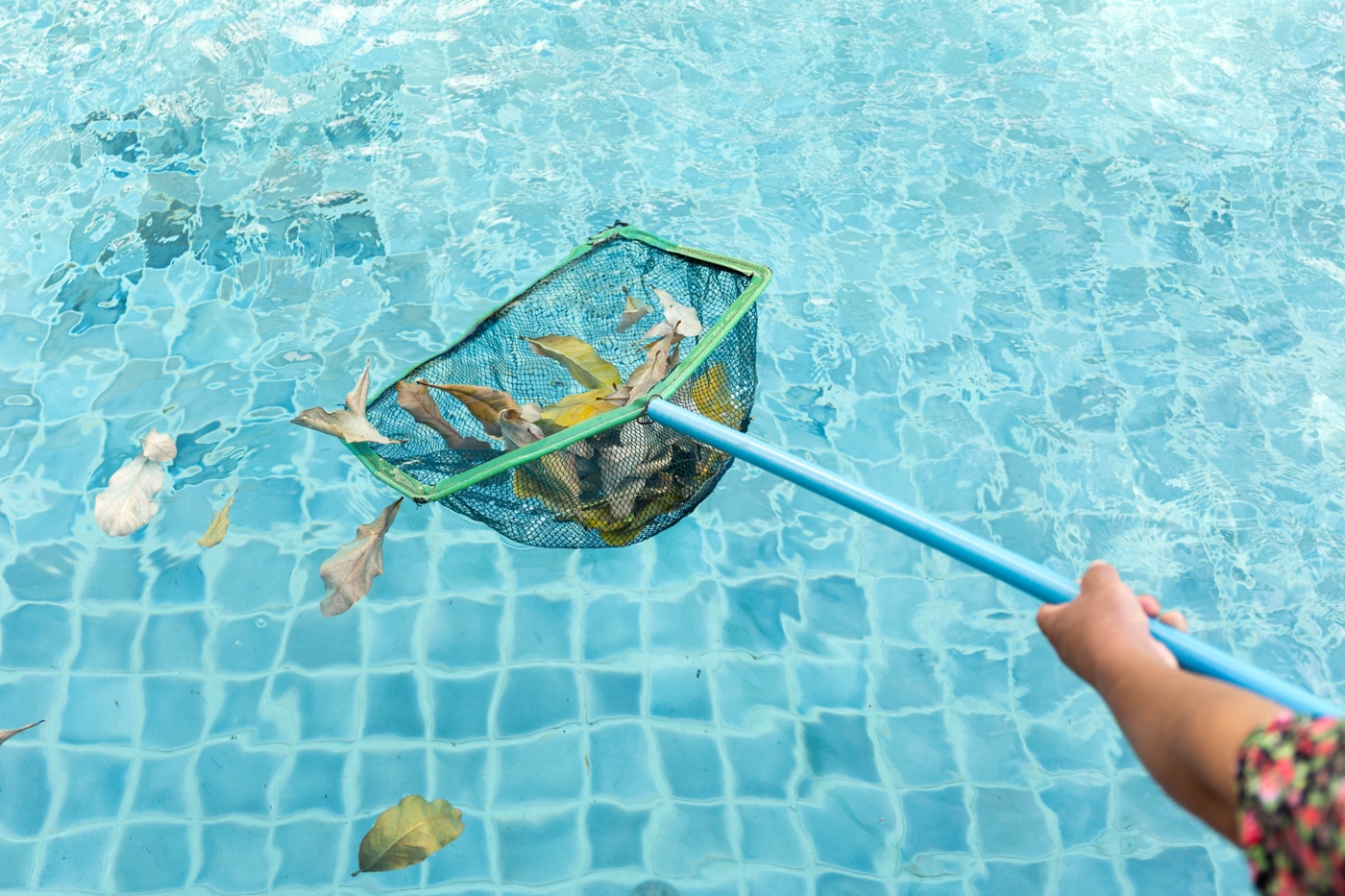 Skimming leaves from a Tucson pool before algae can take hold